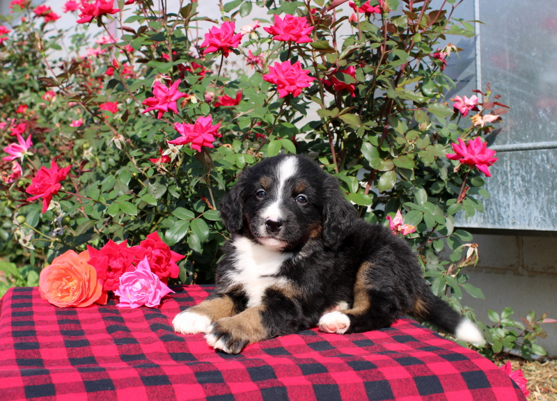 puppy, for, sale, Bernedoodle, Matthew B. Stoltzfus, dog, breeder, Gap, PA, dog-breeder, puppy-for-sale, forsale, nearby, find, puppyfind, locator, puppylocator, aca